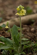 David Plant Photography - Wildlife Photography - Oxlip plant - G