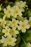 David Plant Photography - Wildlife Photography - Primrose - A