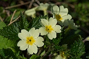 David Plant Photography - Wildlife Photography - Primrose - B
