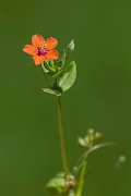 David Plant Photography - Wildlife Photography - Scarlet pimpernel - B