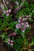 David Plant Photography - Wildlife Photography - Sea milkwort - A