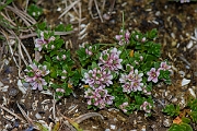 David Plant Photography - Wildlife Photography - Sea milkwort - B