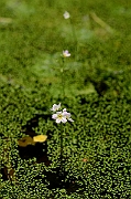 David Plant Photography - Wildlife Photography - Water violet - A