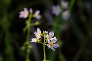 David Plant Photography - Wildlife Photography - Water-violet - B