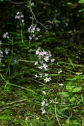 David Plant Photography - Wildlife Photography - Water-violet - G