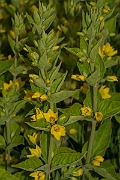 David Plant Photography - Wildlife Photography - Yellow loosestrife - A