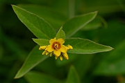 David Plant Photography - Wildlife Photography - Yellow loosestrife - B
