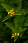 David Plant Photography - Wildlife Photography - Yellow loosestrife - C