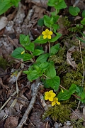 David Plant Photography - Wildlife Photography - Yellow pimpernel - A