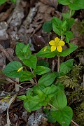 David Plant Photography - Wildlife Photography - Yellow pimpernel - B