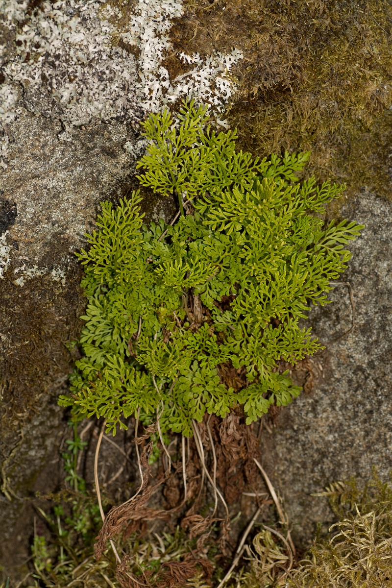 David Plant Photography - Wildlife Photography - Parsley fern - A.jpg - Parsley fern - Ayrshire