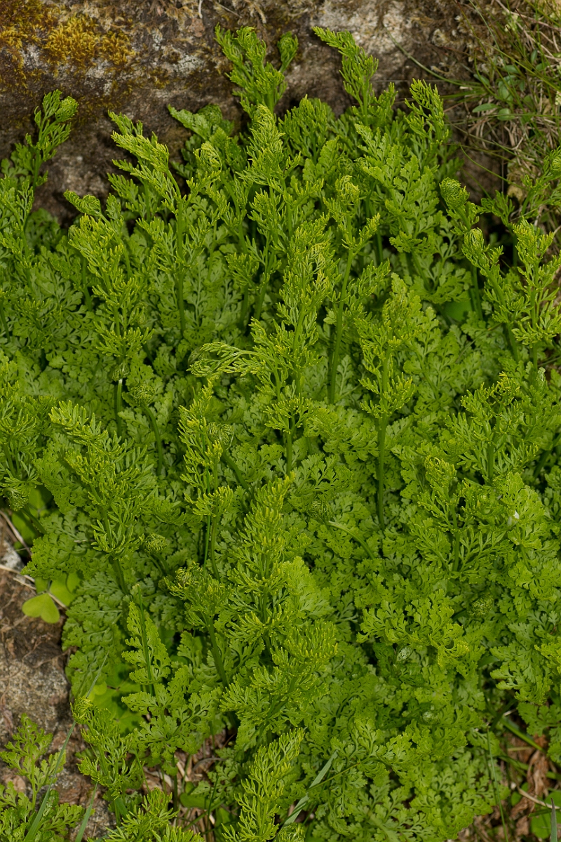 David Plant Photography - Wildlife Photography - Parsley fern - B.jpg - Parsley fern - Ayrshire