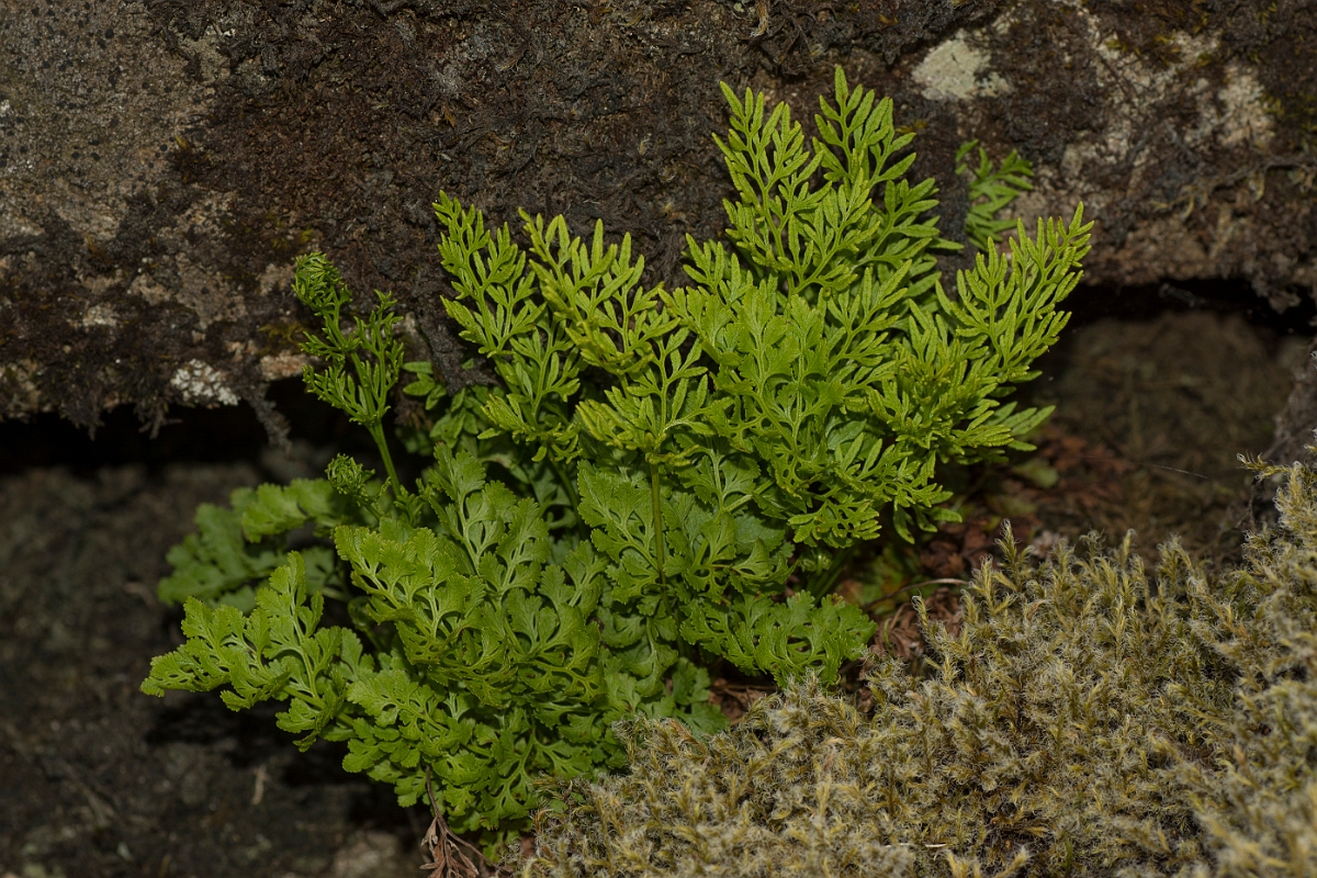 David Plant Photography - Wildlife Photography - Parsley fern - C.jpg - Parsley fern - Ayrshire