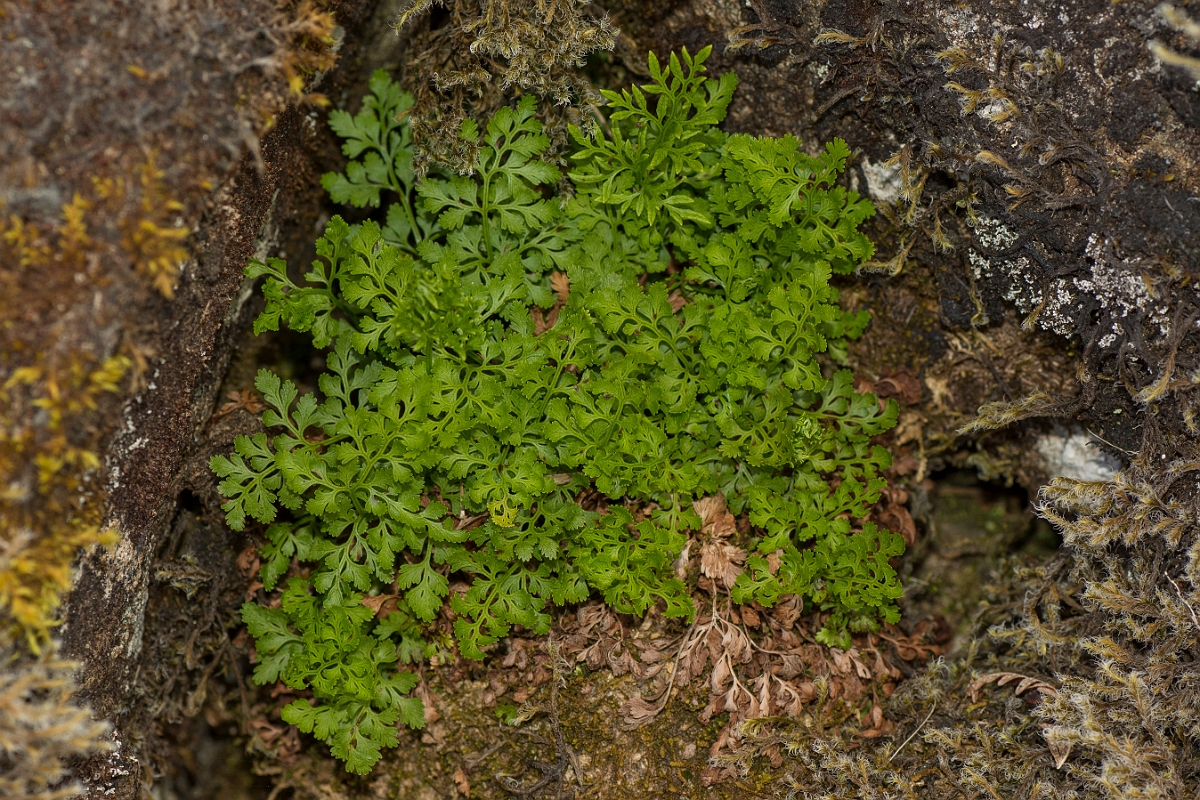 David Plant Photography - Wildlife Photography - Parsley fern - D.jpg - Parsley fern - Ayrshire