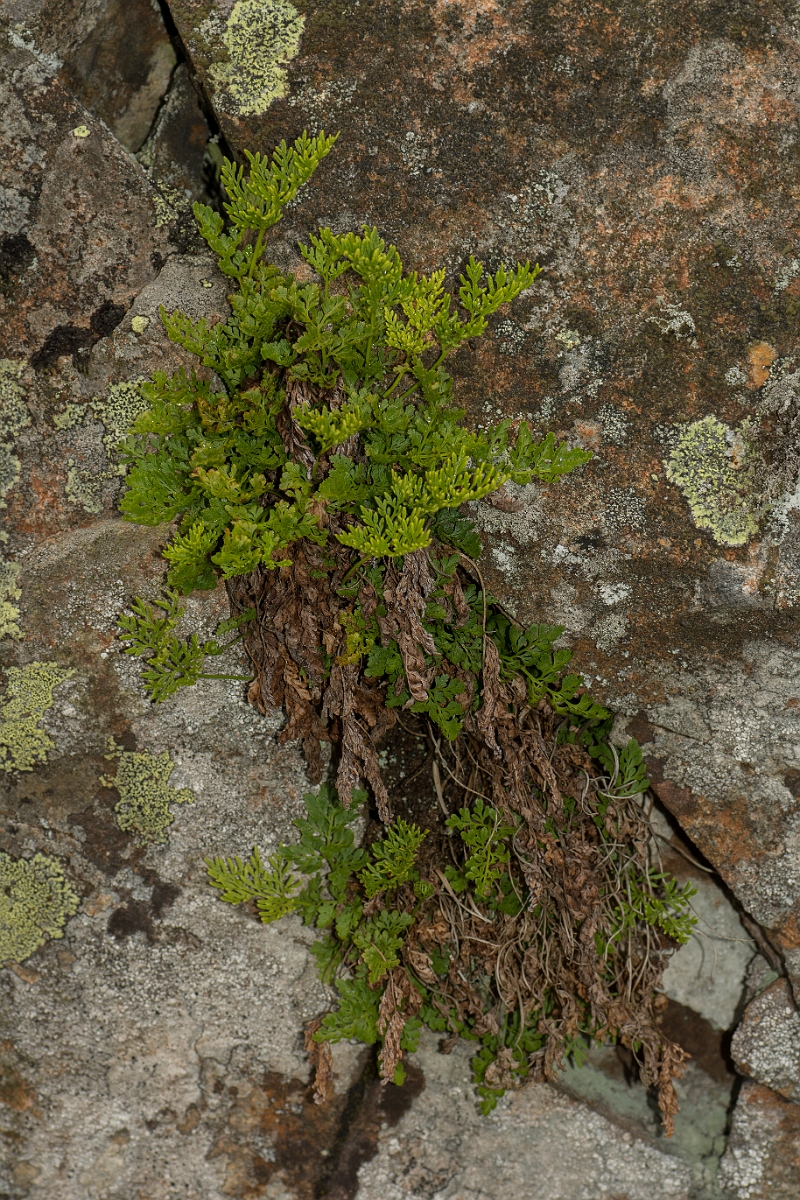 David Plant Photography - Wildlife Photography - Parsley fern - F.jpg - Parsley fern - County Durham