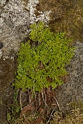 David Plant Photography - Wildlife Photography - Parsley fern - A