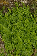 David Plant Photography - Wildlife Photography - Parsley fern - B