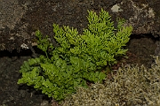 David Plant Photography - Wildlife Photography - Parsley fern - C