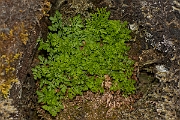 David Plant Photography - Wildlife Photography - Parsley fern - D