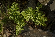 David Plant Photography - Wildlife Photography - Parsley fern - E
