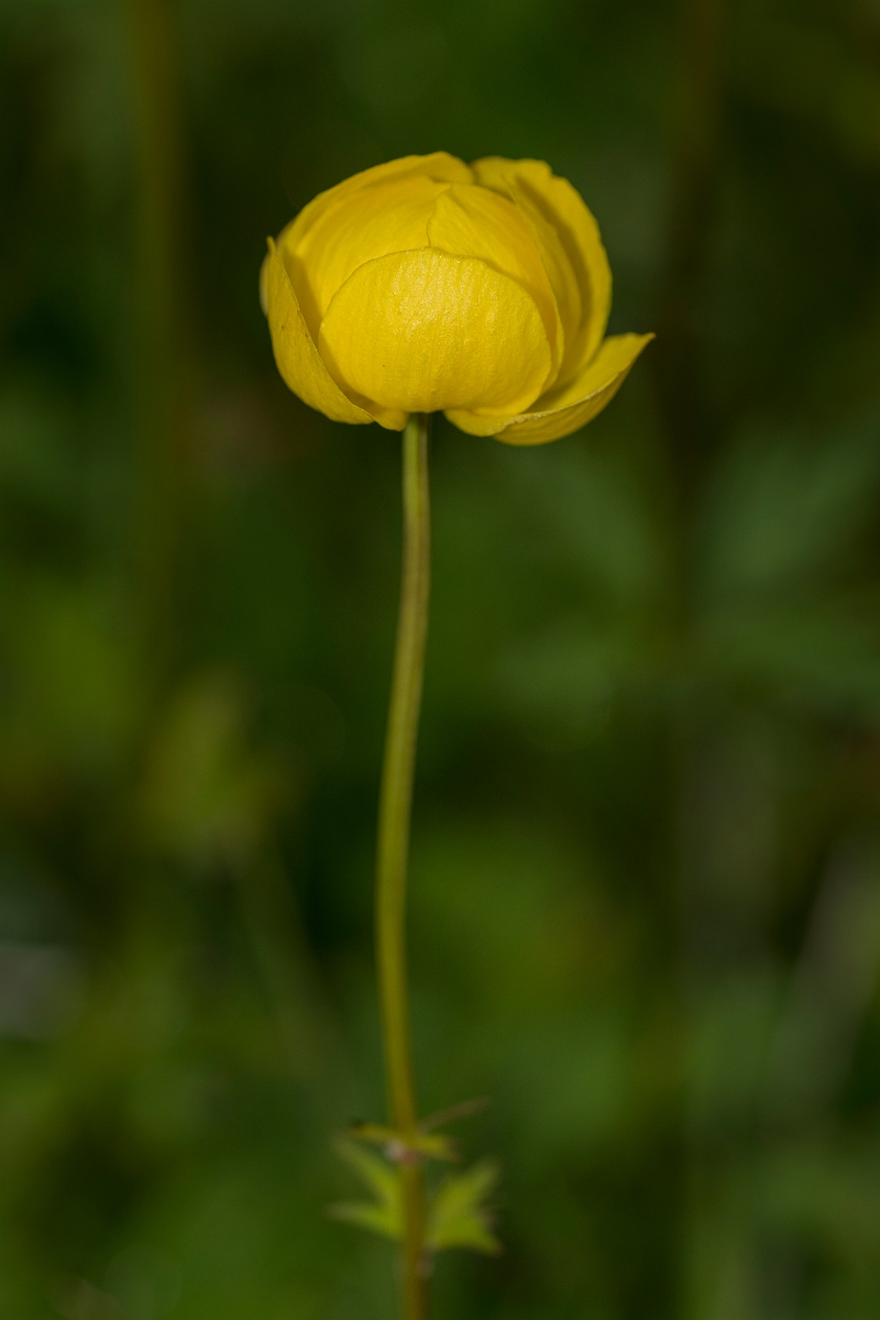 David Plant Photography - Wildlife Photographer - Globeflower - B.jpg - Globeflower - Caithness