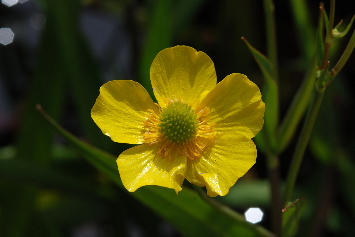 David Plant Photography - Wildlife Photographer - Greater spearwort - A.JPG - Greater spearwort - Cotswolds