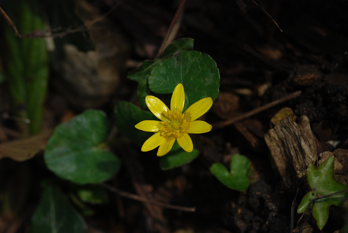 David Plant Photography - Wildlife Photographer - Lesser celandine - A.JPG - Lesser celandine - Gloucestershire