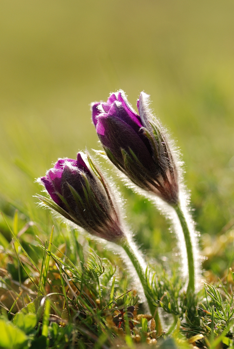 David Plant Photography - Wildlife Photographer - Pasque flower - E.jpg - Pasqueflower - Bedfordshire