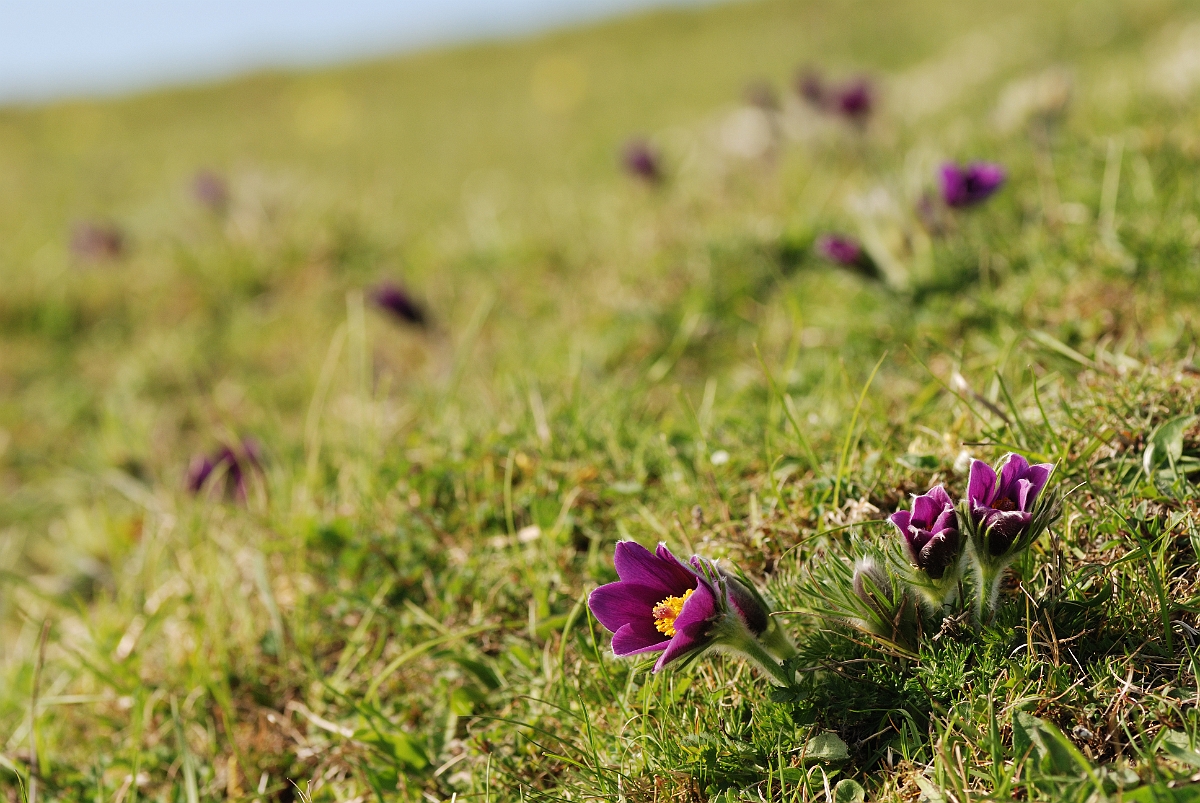 David Plant Photography - Wildlife Photographer - Pasque flower view - D.jpg - Pasqueflower - Bedfordshire