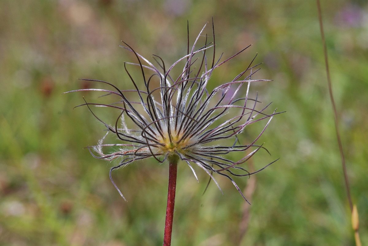 David Plant Photography - Wildlife Photographer - Pasqueflower seeds - C.JPG - Pasqueflower seeds - Gloucestershire