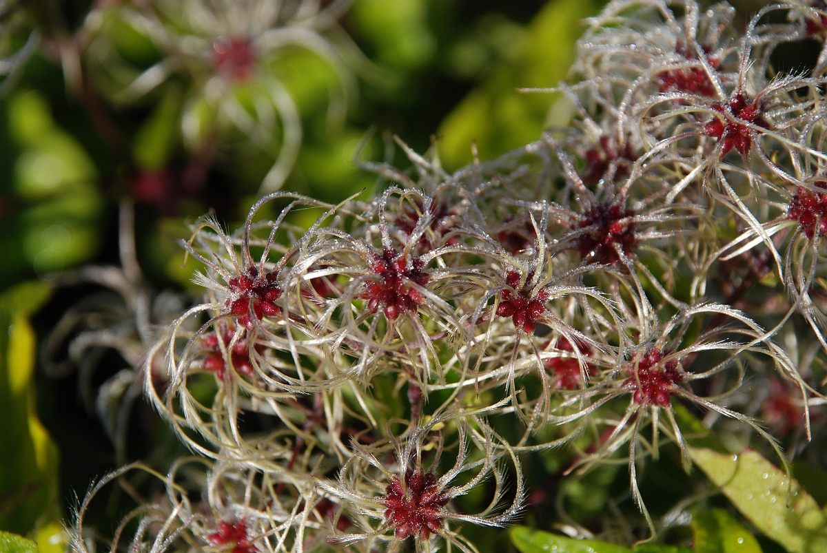 David Plant Photography - Wildlife Photographer - Wild clematis fruit - B.JPG - Wild clematis in fruit - Bedfordshire