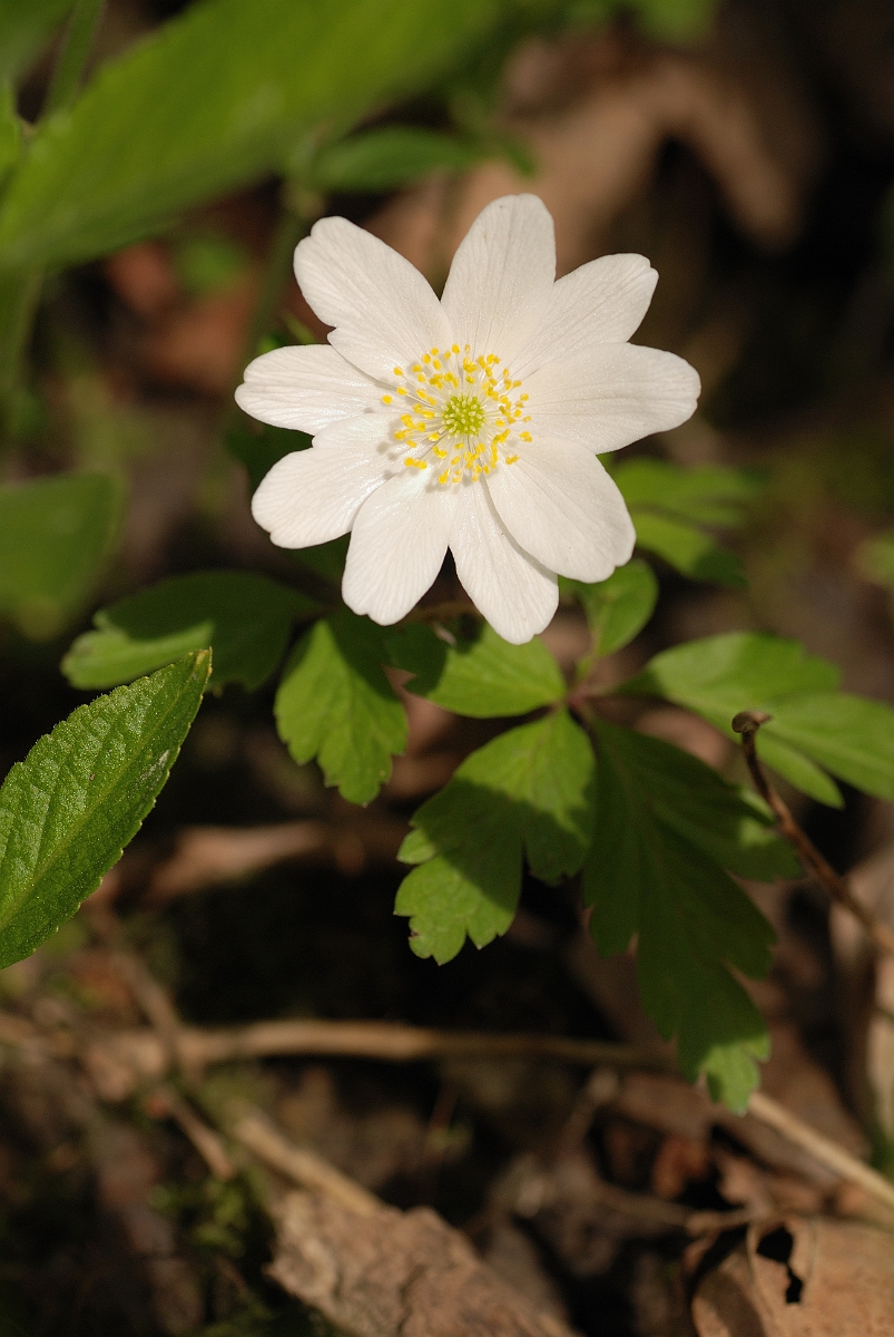 David Plant Photography - Wildlife Photographer - Wood anenome - A.jpg - Wood anemone - Cambridgeshire