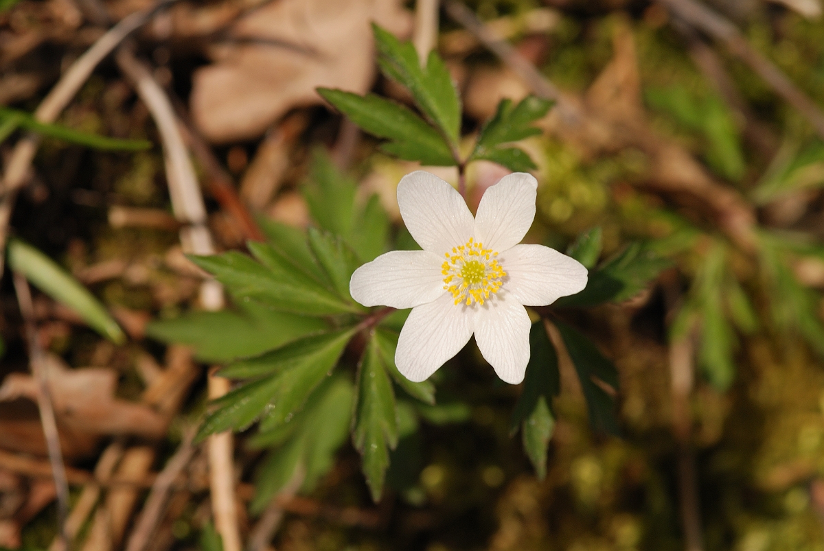 David Plant Photography - Wildlife Photographer - Wood anenome - B.jpg - Wood anemone - Cambridgeshire