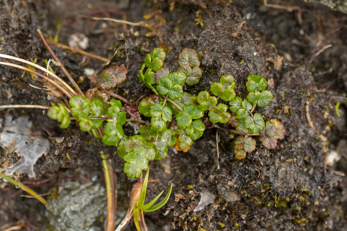 David Plant Photography - Wildlife Photography - Alpine meadow-rue - A.jpg - Alpine meadow-rue - Perthshire
