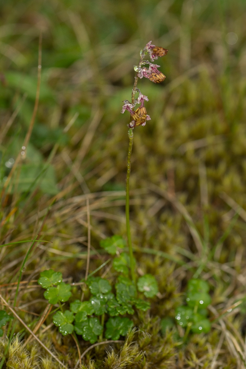 David Plant Photography - Wildlife Photography - Alpine meadow-rue - B.jpg - Alpine meadow-rue - Perthshire