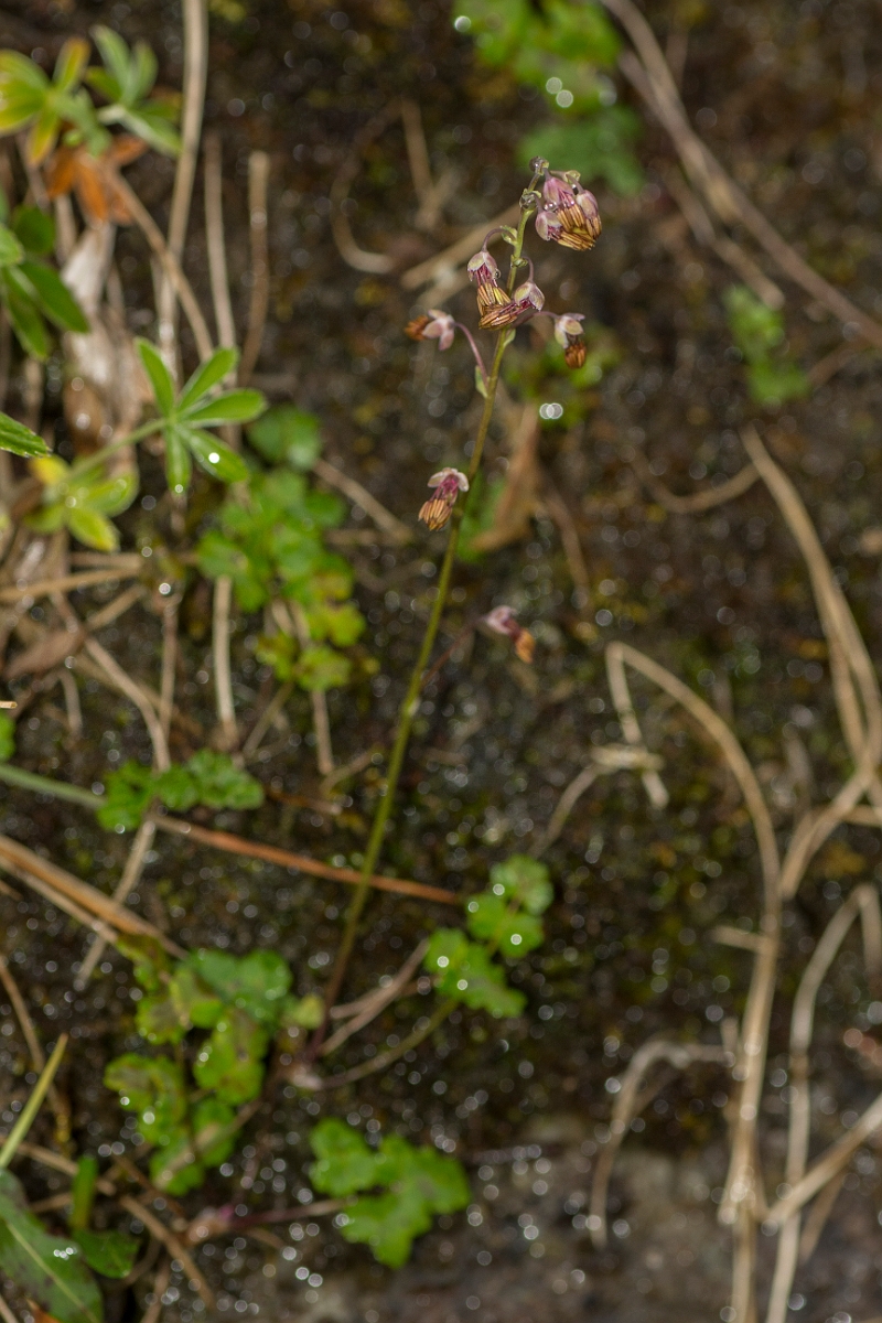 David Plant Photography - Wildlife Photography - Alpine meadow-rue - C.jpg - Alpine meadow-rue - Perthshire