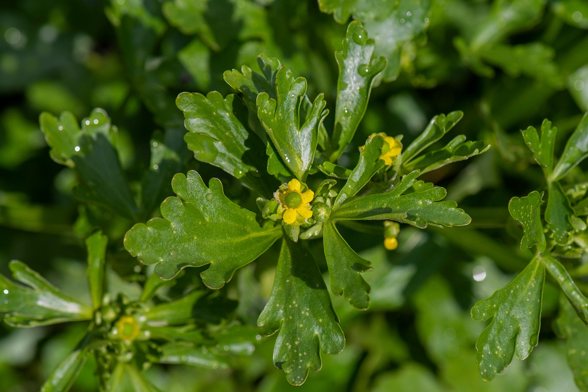 David Plant Photography - Wildlife Photography - Celery-leaved buttercup - A.JPG - Celery-leaved buttercup flower - Essex