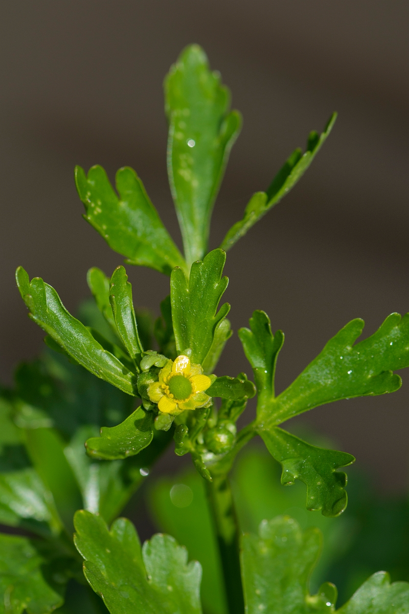 David Plant Photography - Wildlife Photography - Celery-leaved buttercup - B.JPG - Celery-leaved buttercup flower - Essex