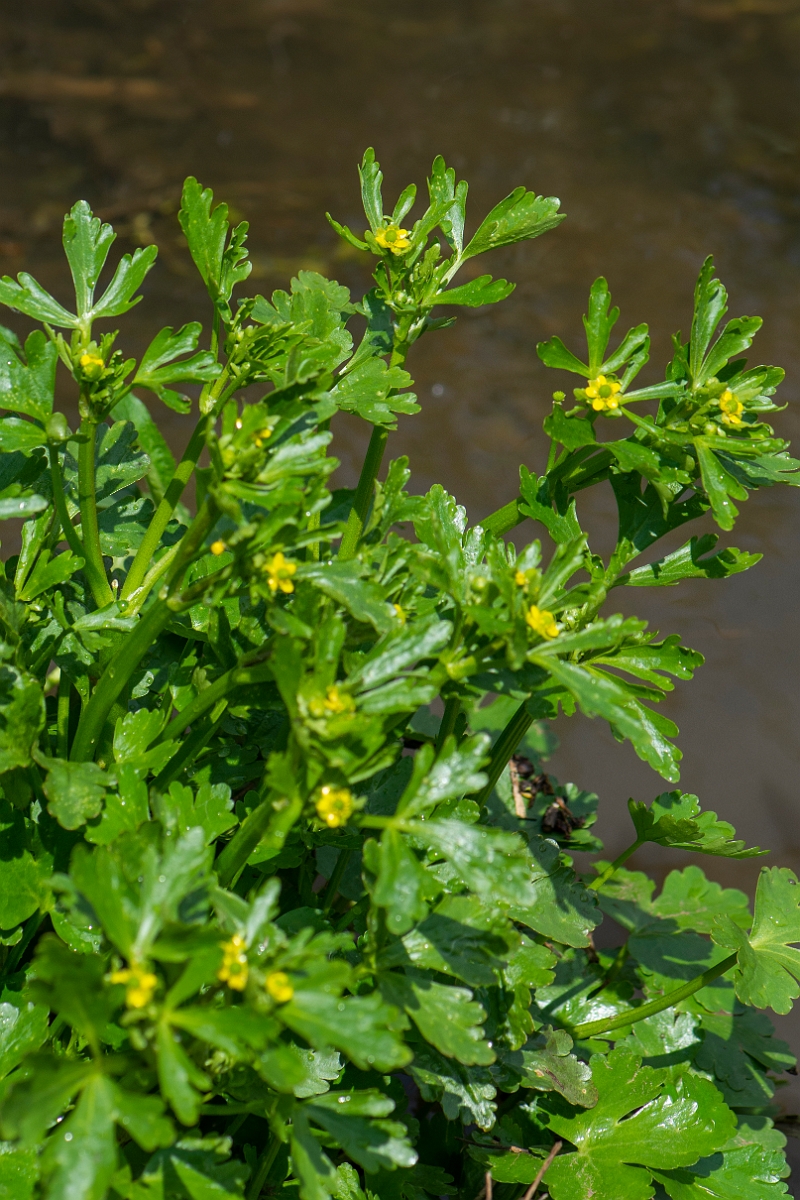 David Plant Photography - Wildlife Photography - Celery-leaved buttercup - C.JPG - Celery-leaved buttercup - Essex
