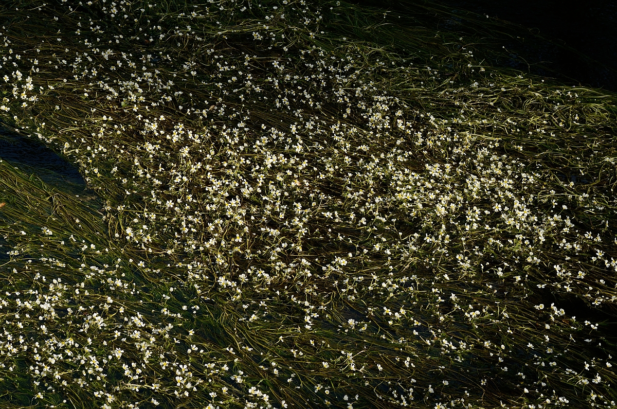 David Plant Photography - Wildlife Photography - Chalkstream water-crowfoot - A.jpg - Chalk-stream water-crowfoot flowers - Suffolk