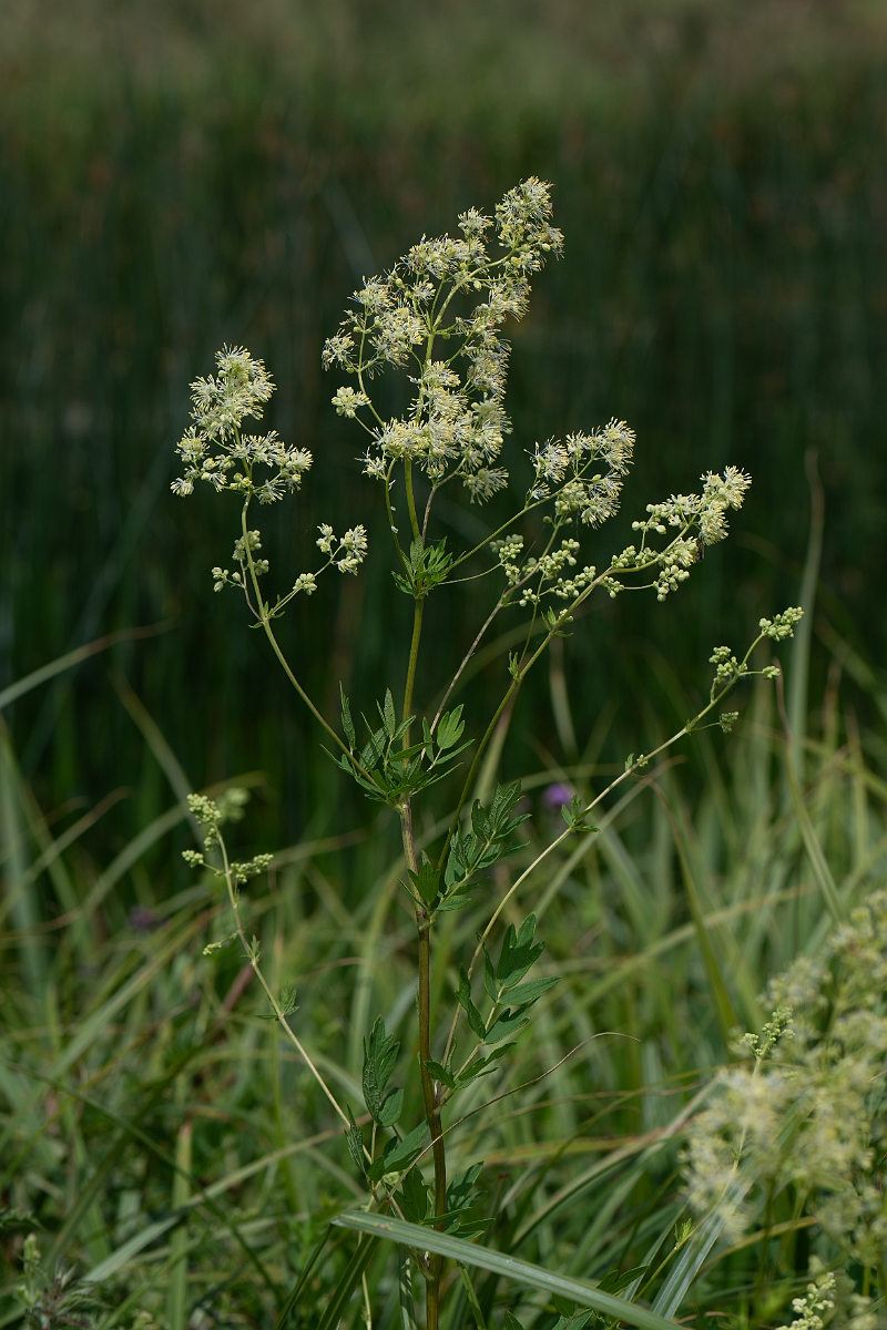 David Plant Photography - Wildlife Photography - Common meadow-rue - A.jpg - Common meadow-rue - Cambridgeshire