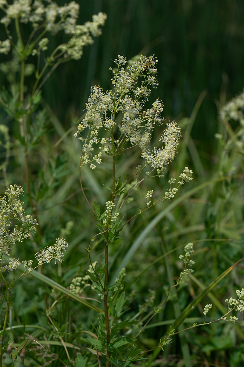 David Plant Photography - Wildlife Photography - Common meadow-rue - B.jpg - Common meadow-rue - Cambridgeshire