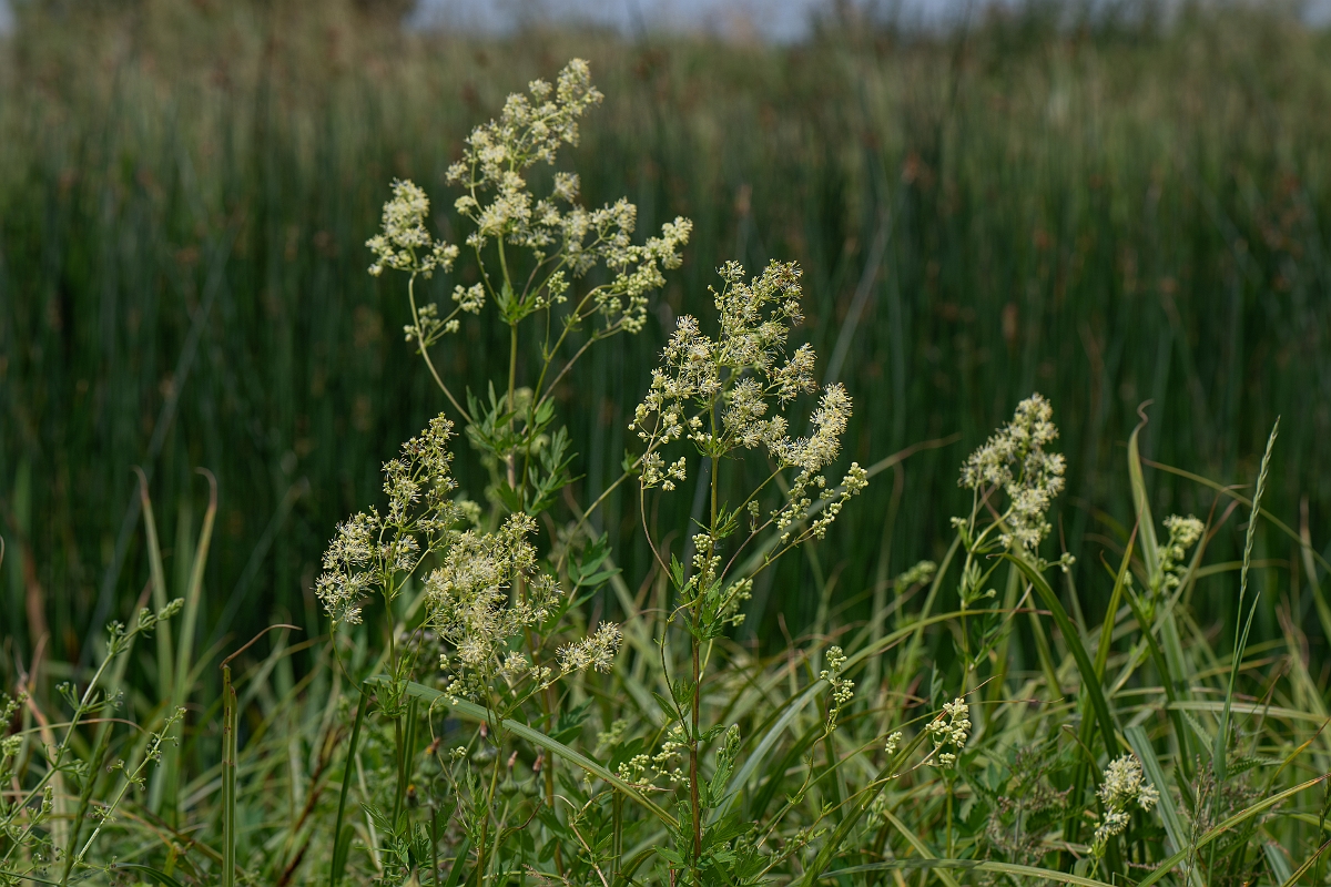 David Plant Photography - Wildlife Photography - Common meadow-rue - C.jpg - Common meadow-rue - Cambridgeshire