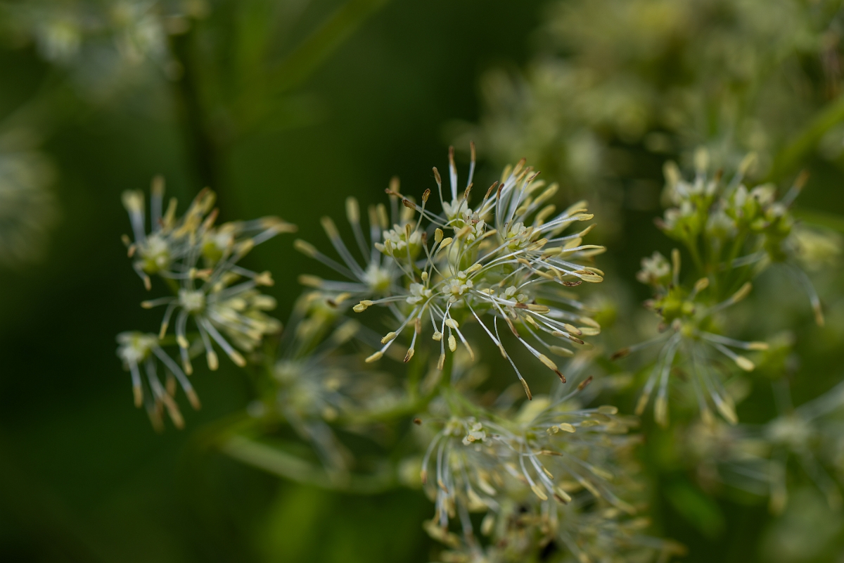 David Plant Photography - Wildlife Photography - Common meadow-rue - D.jpg - Common meadow-rue - Cambridgeshire