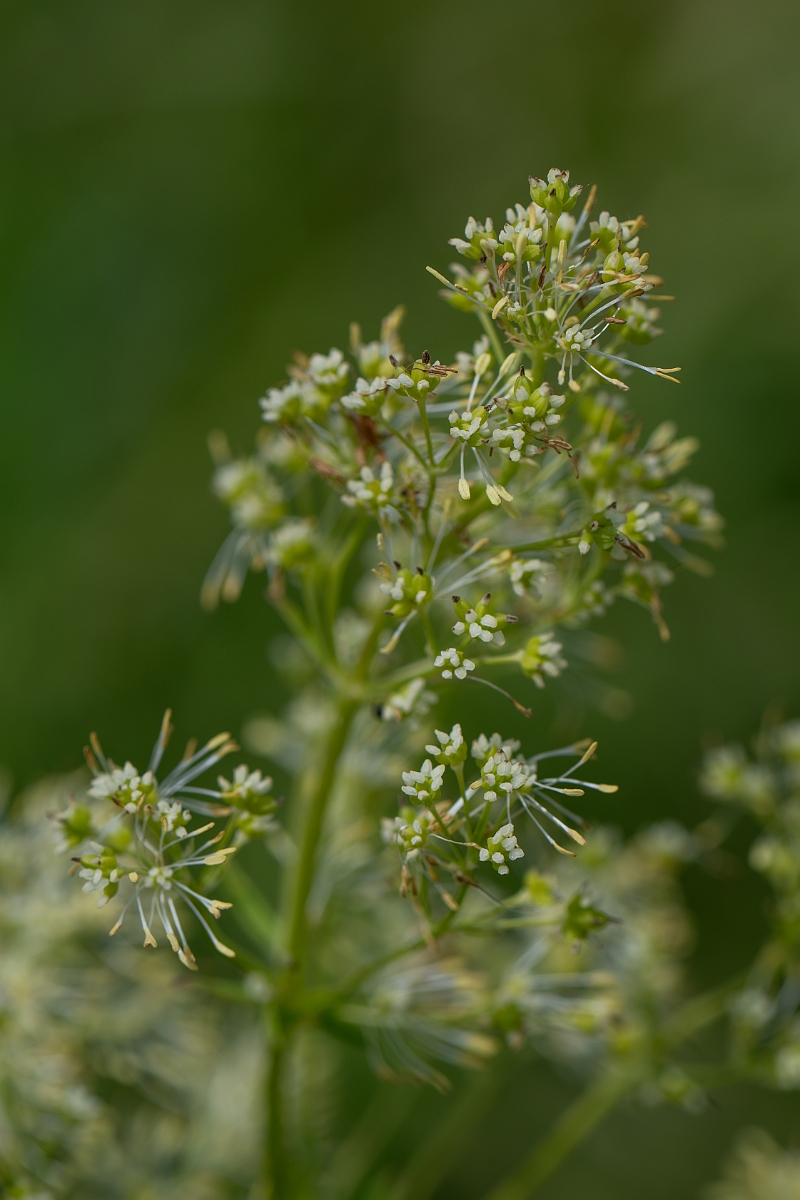 David Plant Photography - Wildlife Photography - Common meadow-rue - E.jpg - Common meadow-rue - Cambridgeshire