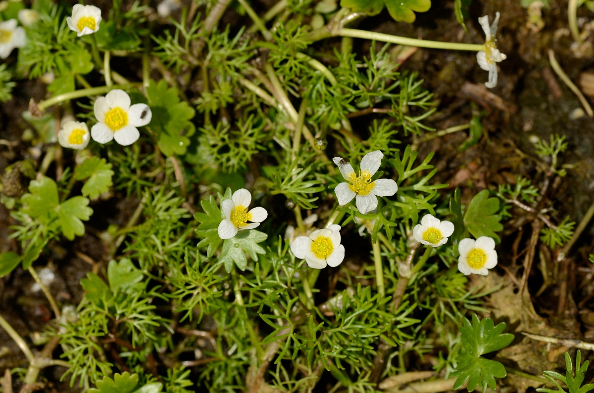 David Plant Photography - Wildlife Photography - Common water crowfoot - A.jpg - Common water-crowfoot flowers - Norfolk