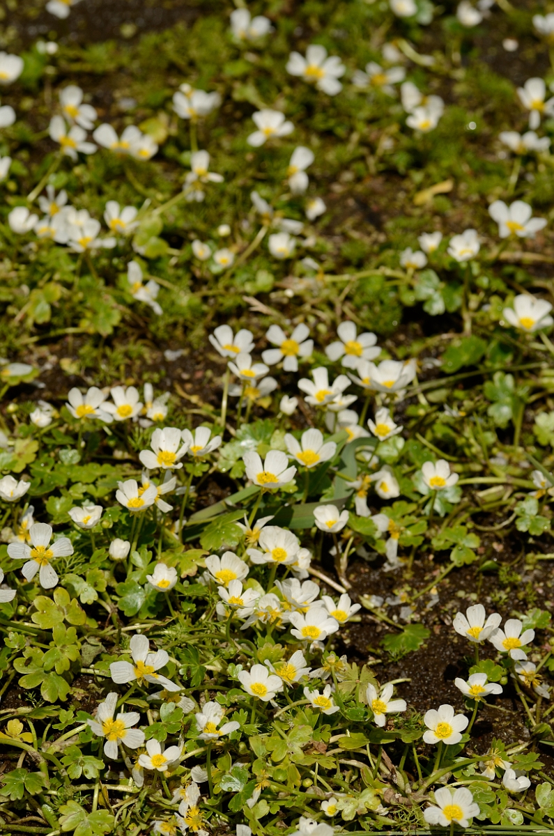 David Plant Photography - Wildlife Photography - Common water crowfoot - B.jpg - Common water-crowfoot plant - Norfolk