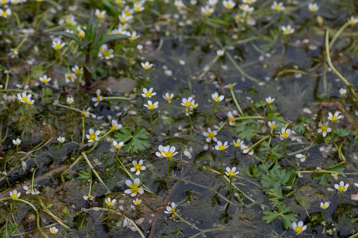 David Plant Photography - Wildlife Photography - Common water crowfoot - C.JPG - Common water crowfoot - Bedfordshire