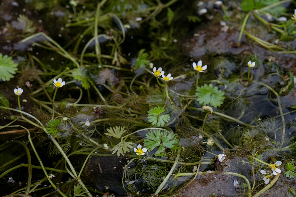 David Plant Photography - Wildlife Photography - Common water crowfoot - D.JPG - Common water crowfoot - Bedfordshire