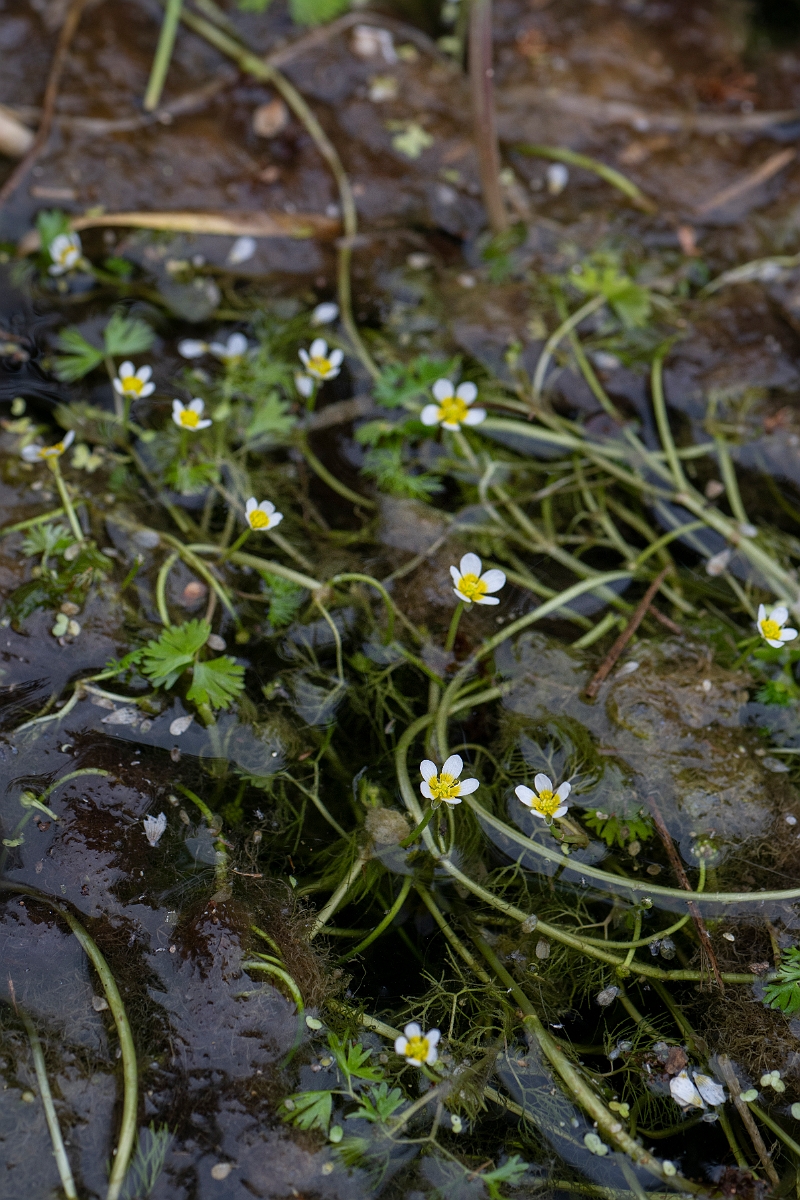 David Plant Photography - Wildlife Photography - Common water crowfoot - E.JPG - Common water crowfoot - Bedfordshire